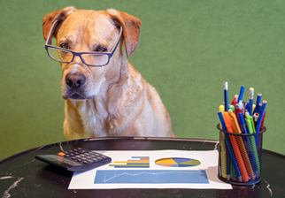 An old dog using a calculator