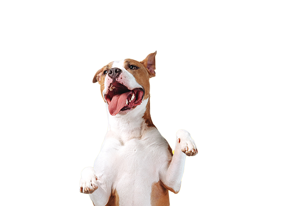 A happy dog.